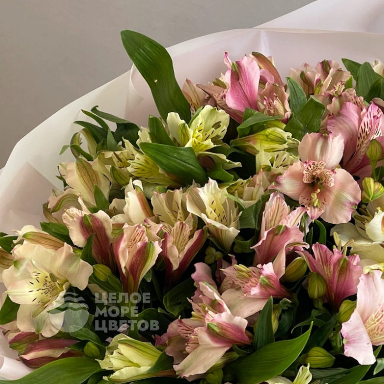 Букет Альпы