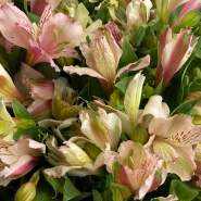 Букет Альпы 3