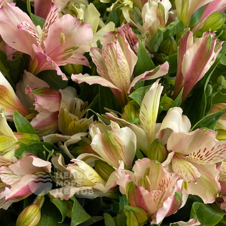 Букет Альпы