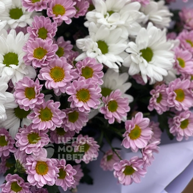 Букет милые ромашки