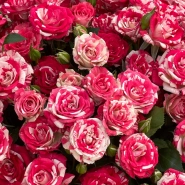 Букет Красная смородина 2