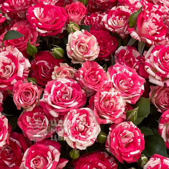 Букет Красная смородина