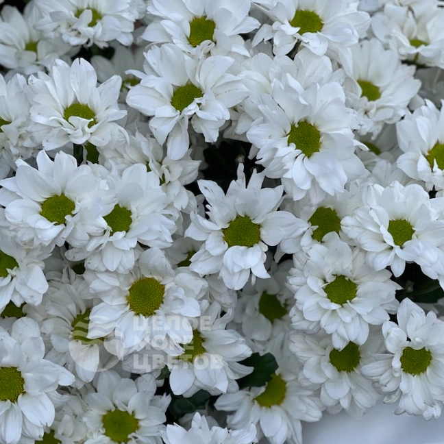 Корзина Ромашковый рай