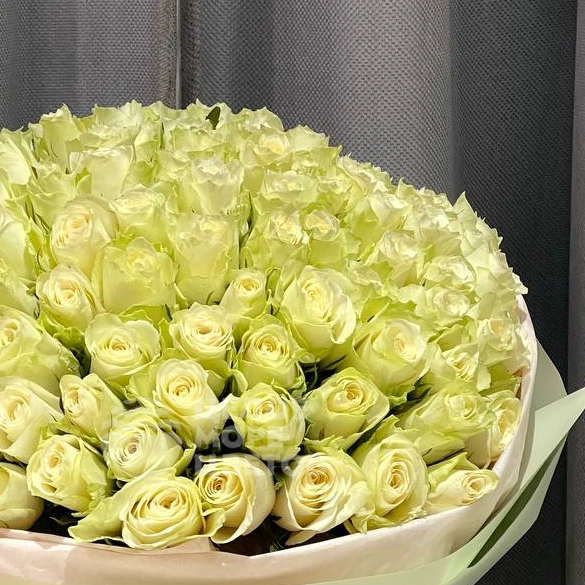 101 белая роза 