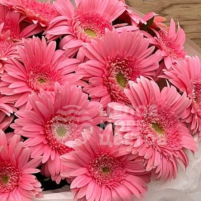 Букет из 21 герберы 