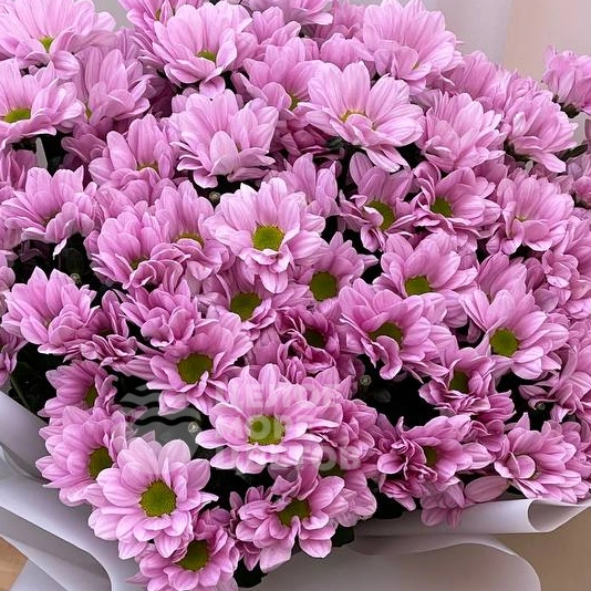 Букет из 9 веток хризантем розового цвета 