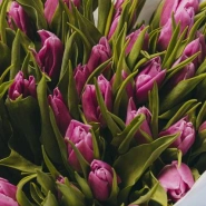 51 тюльпан сиреневого цвета  1