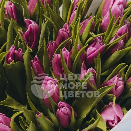 51 тюльпан сиреневого цвета 