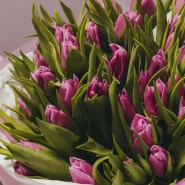 51 тюльпан сиреневого цвета  2