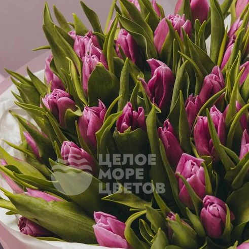 51 тюльпан сиреневого цвета 
