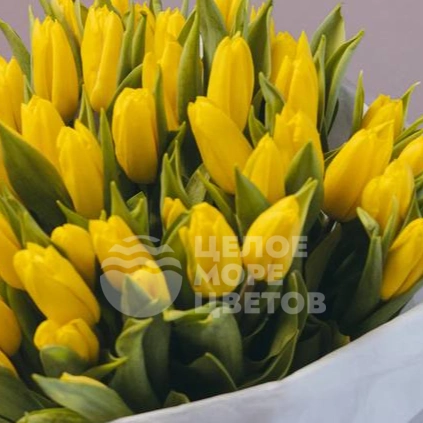 Букет из 51 тюльпана 