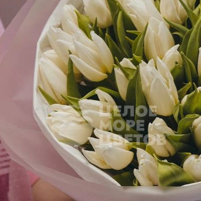 Букет из 51 тюльпана белого цвета 