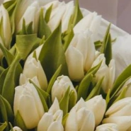 Букет из 51 тюльпана белого цвета  1