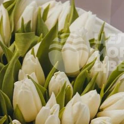Букет из 51 тюльпана белого цвета 