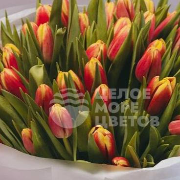 букет из 51 оранжевого тюльпана 