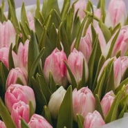 Букет из 51 розового тюльпана  1