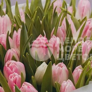Букет из 51 розового тюльпана 