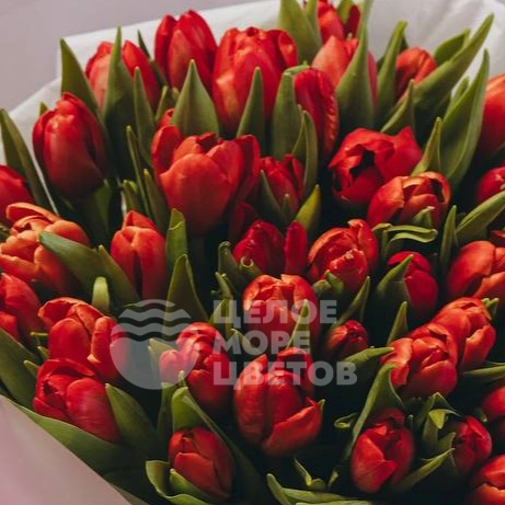 Букет из 51 красного тюльпана 