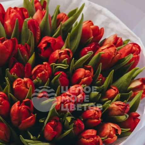 Букет из 51 красного тюльпана 