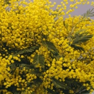 Букет из мимозы  2