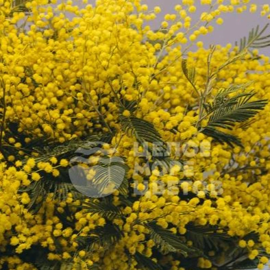 Букет из мимозы 