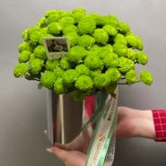 Композиция Филин Грин  0