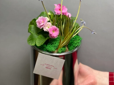 Первоцветы#2